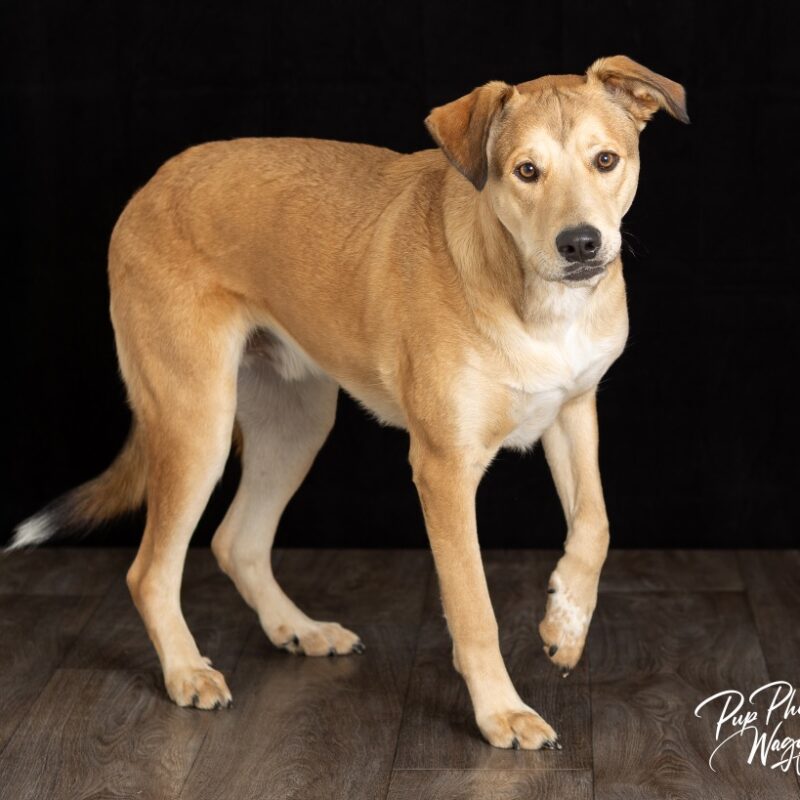 Max (FNA Randall) (D24-4905)