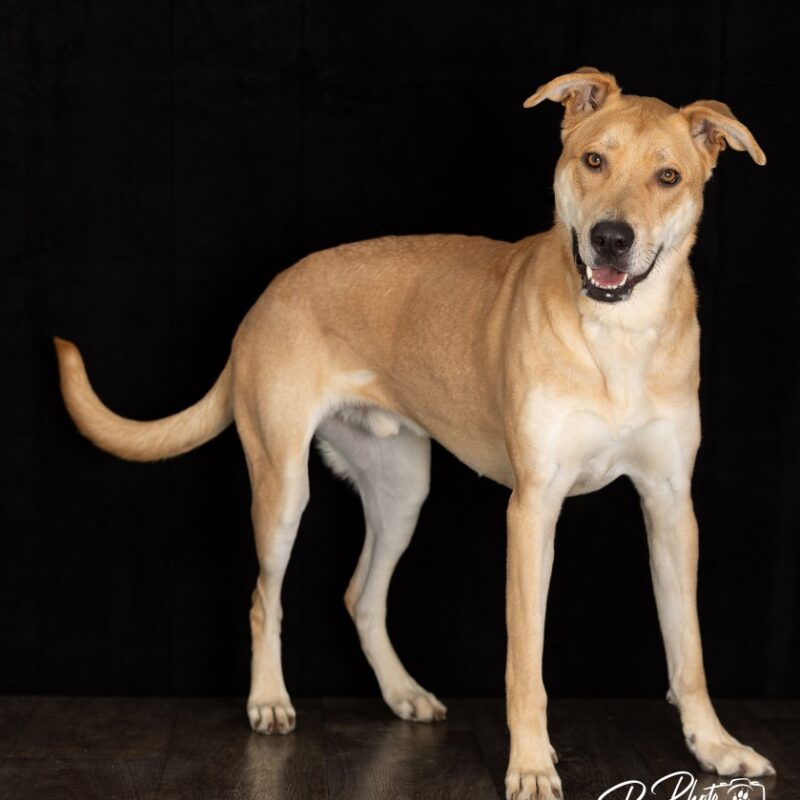 Hank (FNA Toby) (D23-4229)