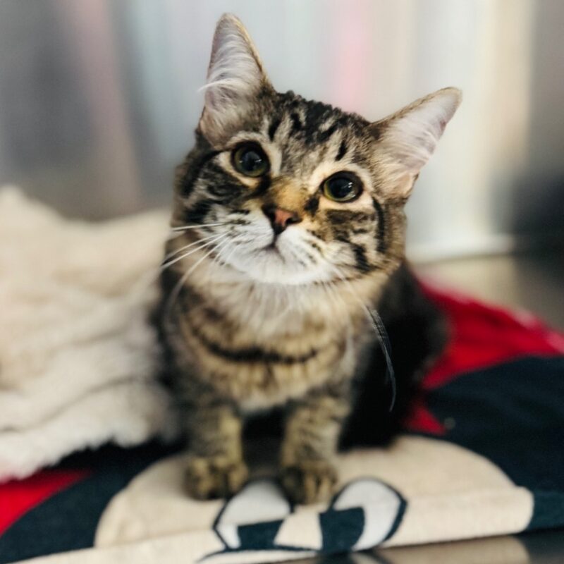 Emilio Castevez (C26-5368)