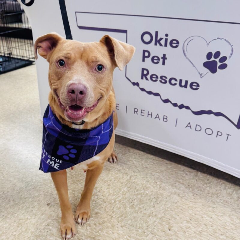 Joni Mitchell (D25-5226)