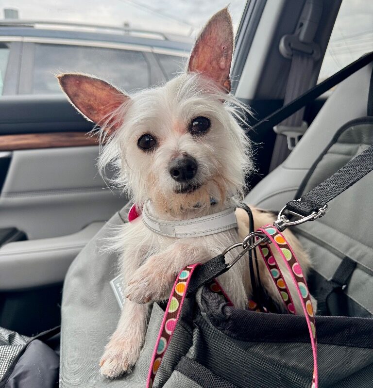 Fennec Mortimer Fox (D26-5411)