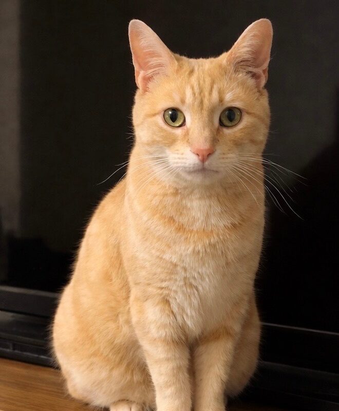 Sunny Tolotos Cloudfischer (C26-5408)