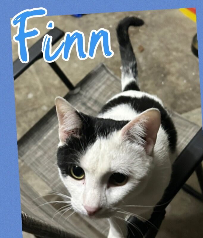 Finn (C26-5419)