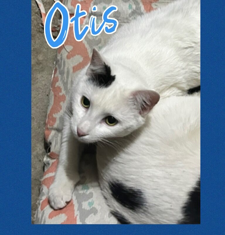 Otis – cat (C26-5418)