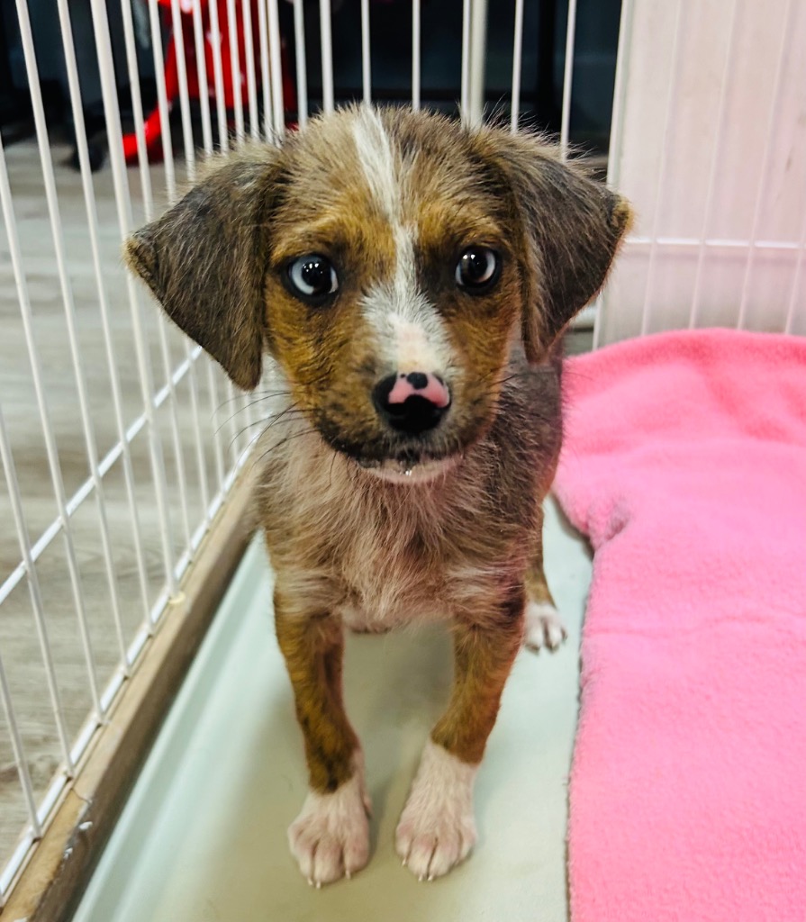 Mother Church “Mouse”