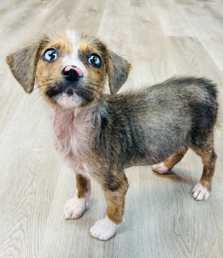 Mother Church “Mouse”