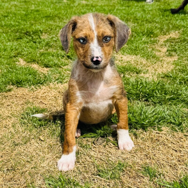 Mother Church “Mouse” (D26-5413)