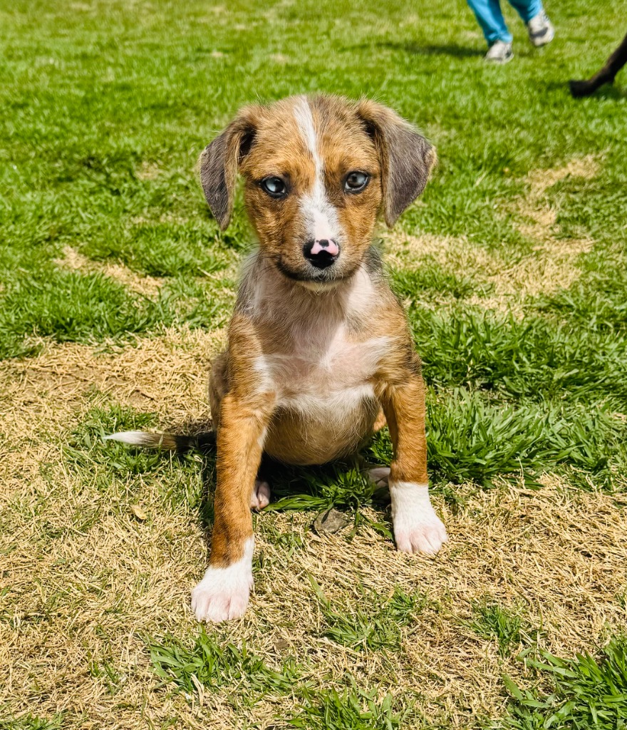 Mother Church “Mouse”