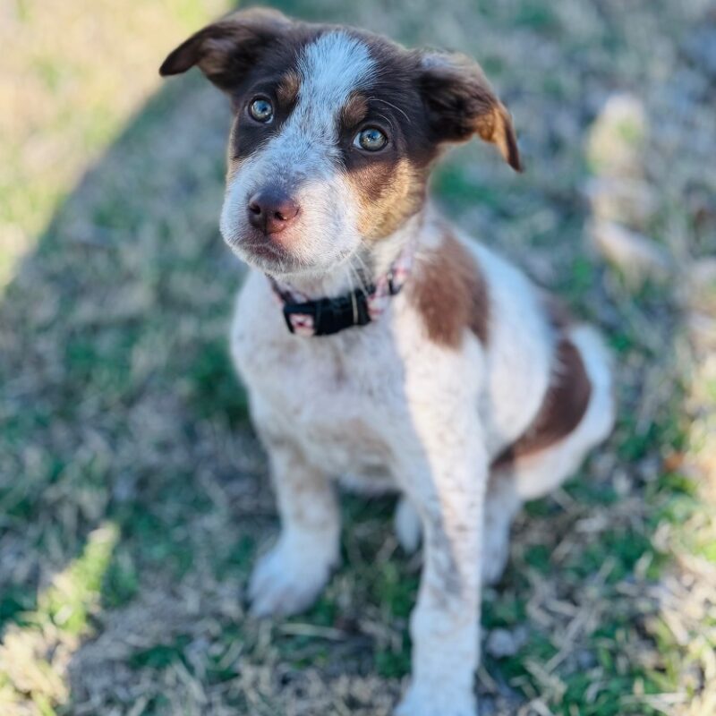 Maiden Marian (D26-5405)