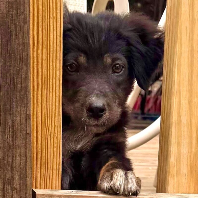 Little John (D26-5402)