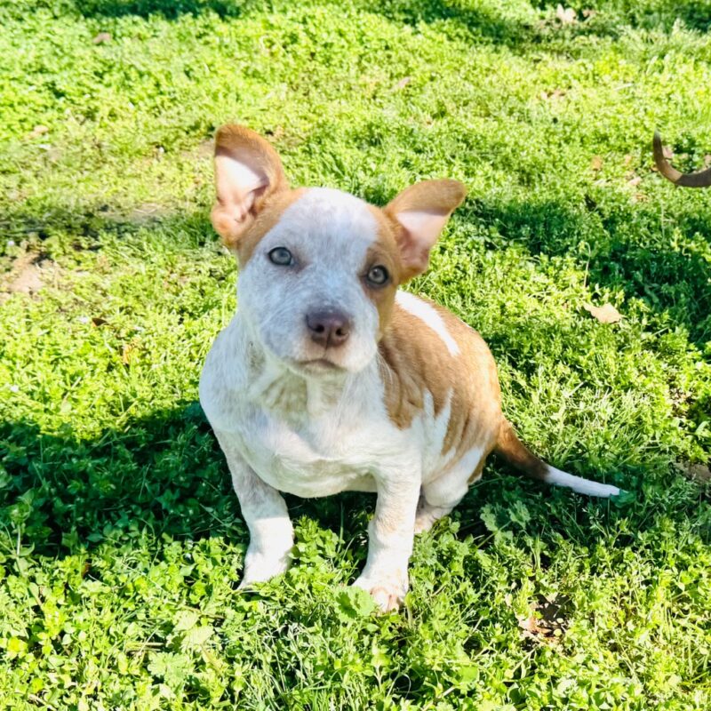 Lady Cluck (D26-5404)