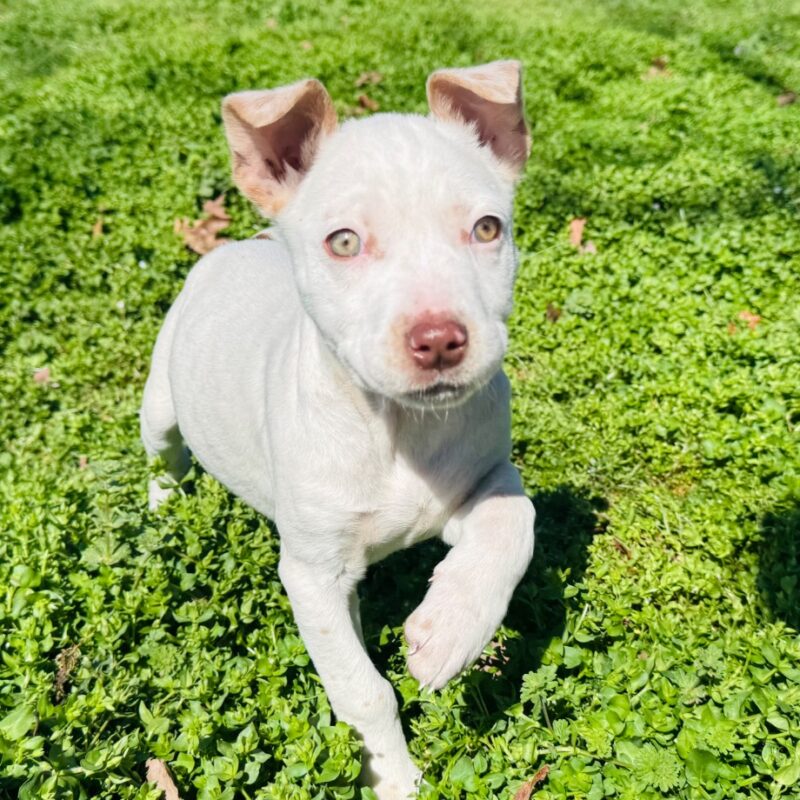 Sis Bunny (D26-5403)