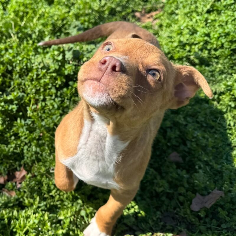 Robin Hood (D26-5401)