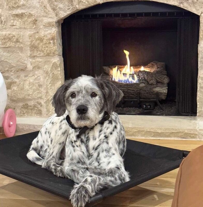 Ace FKA Sparkles (D17-2094)