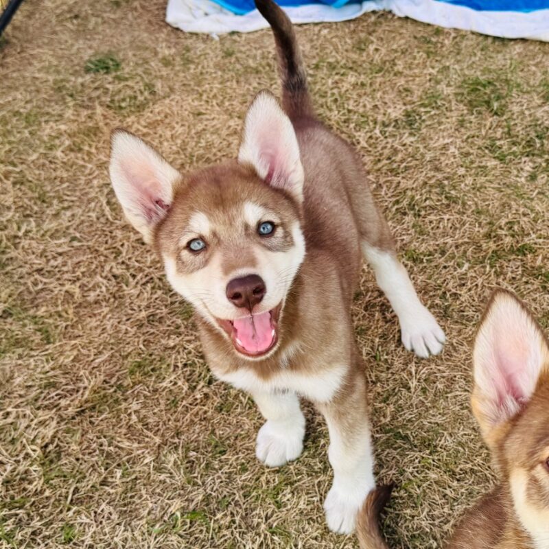 King Harald (D26-5435)