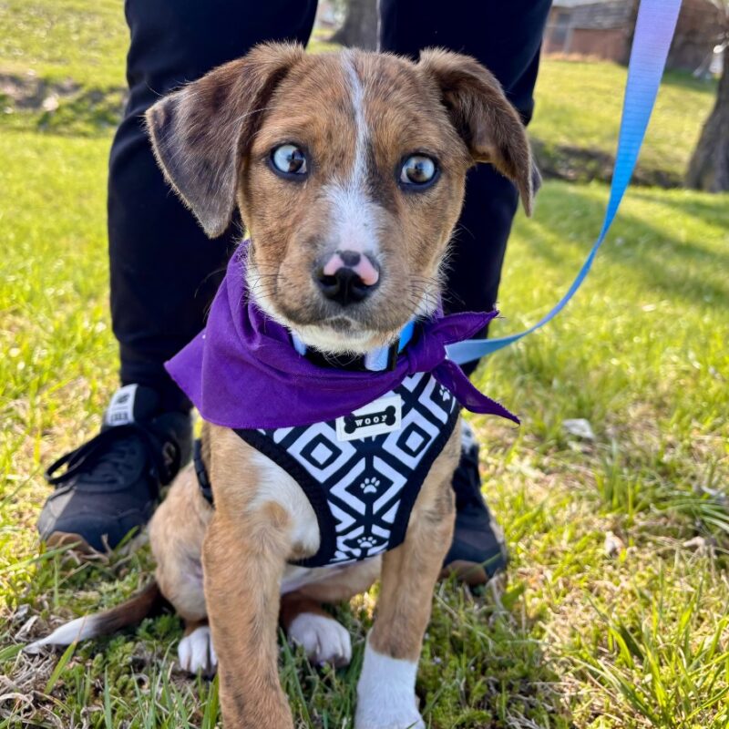 Mother Church “Mouse” (D26-5413)