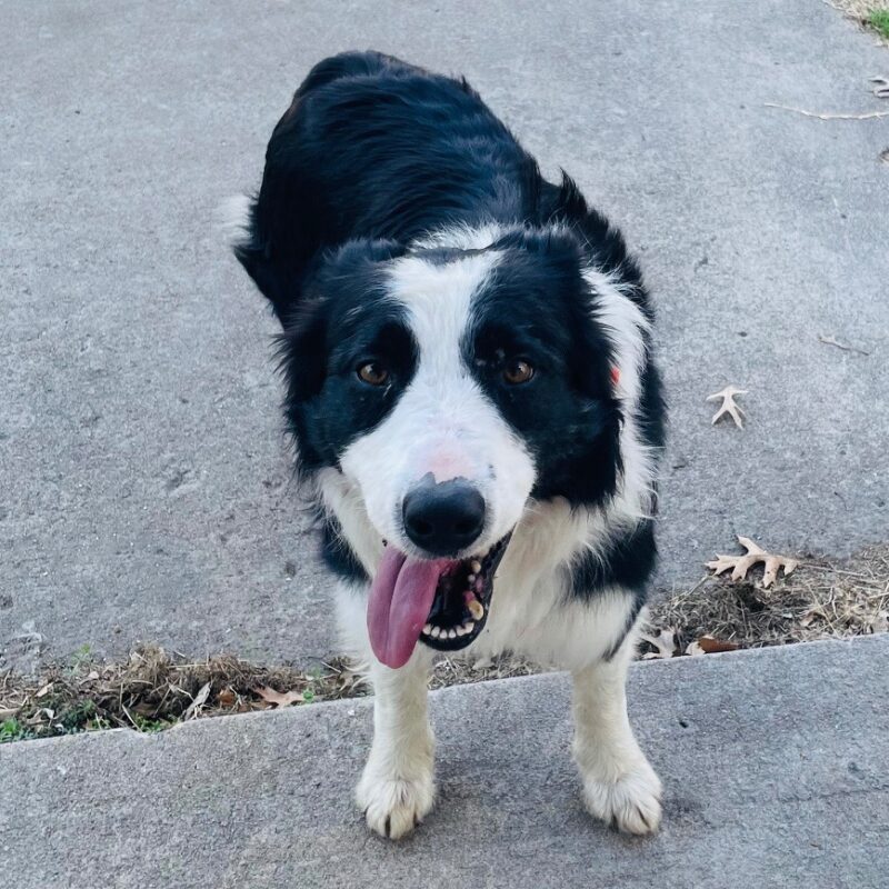 Mr. Pickles (D26-5442)