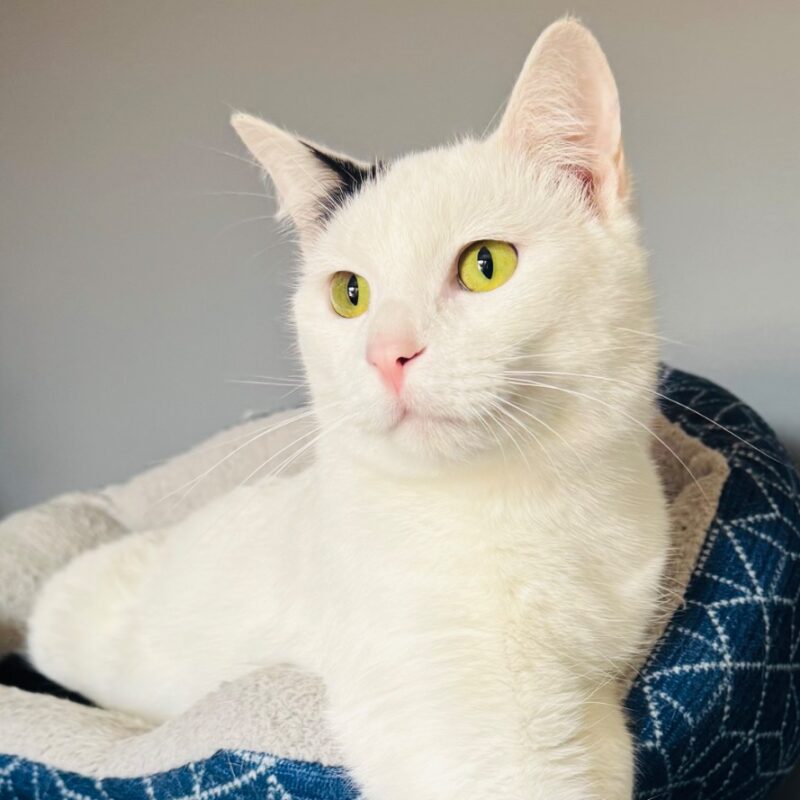 Otis – cat (C26-5418)