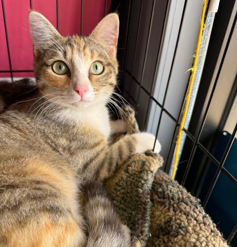 Andromida (C26-5452)