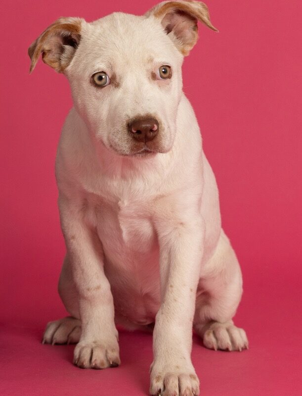 Sis Bunny (D26-5403)