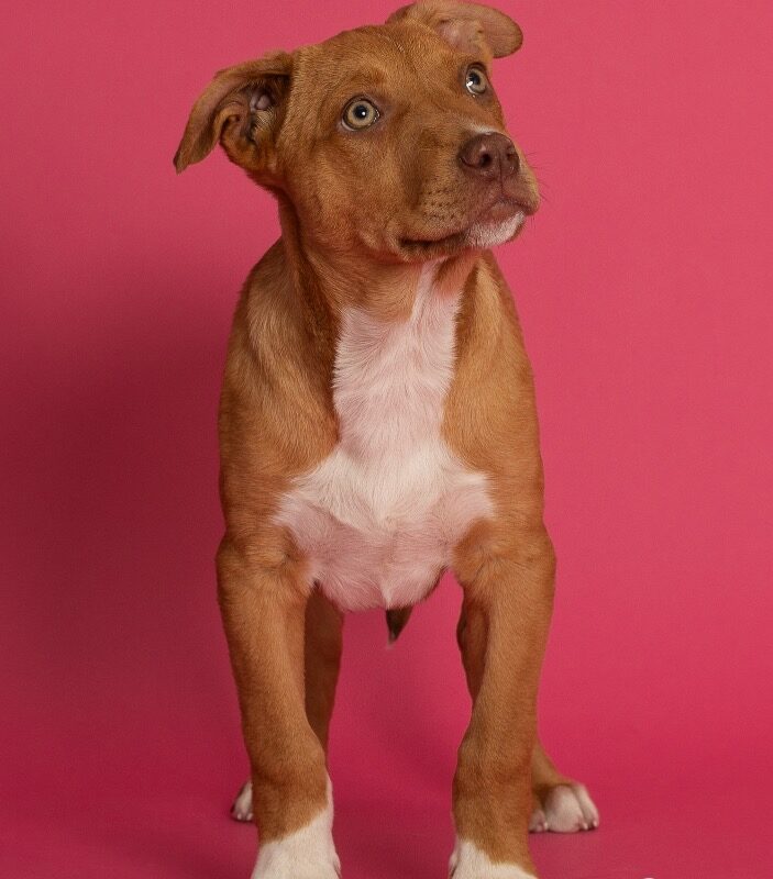 Robin Hood (D26-5401)