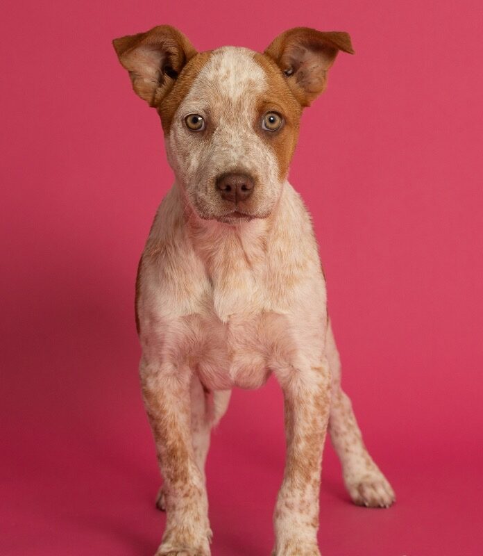 Lady Cluck (D26-5404)