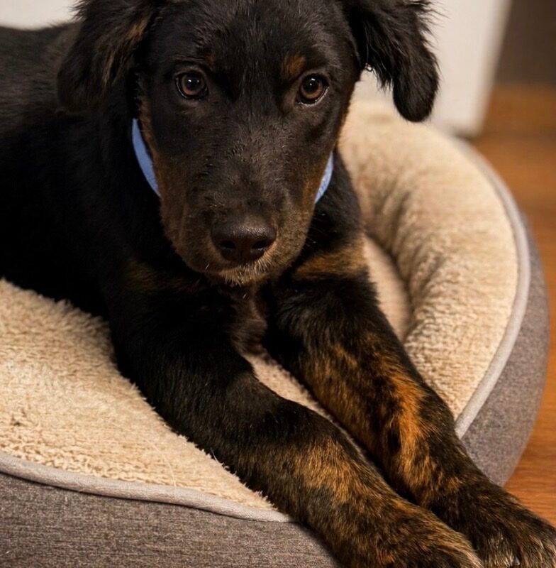 Little John (D26-5402)