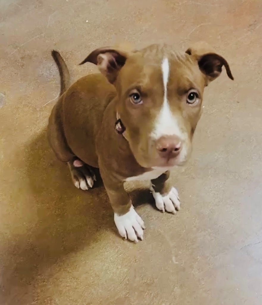 Nova (prev.Almond Joy)
