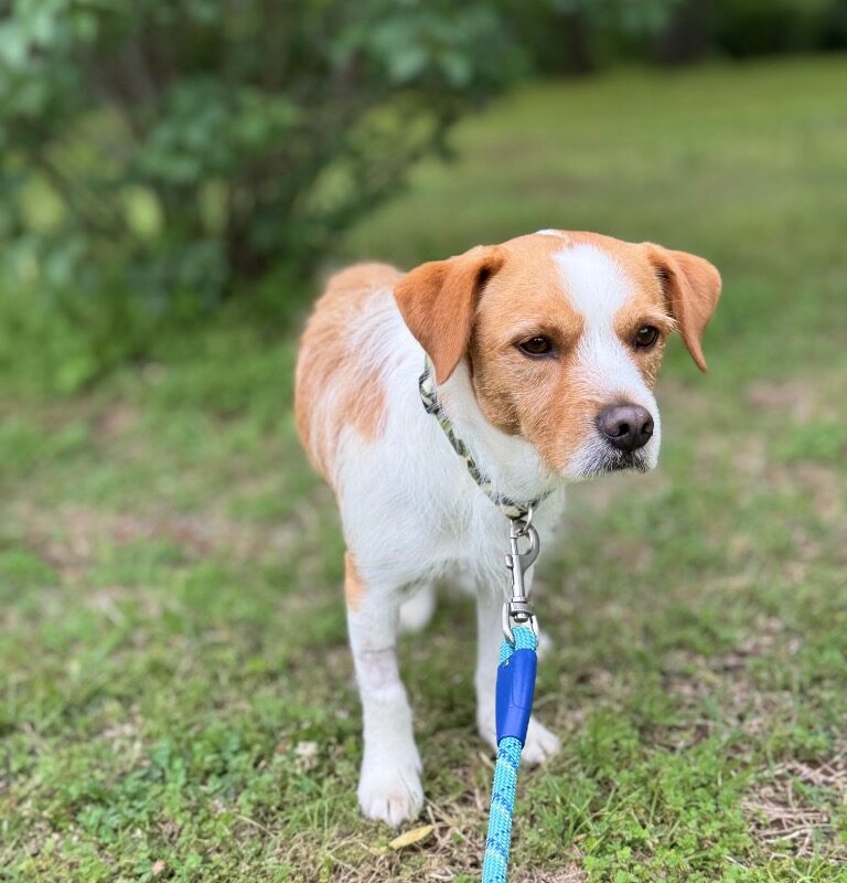 Dobby (D26-5458)