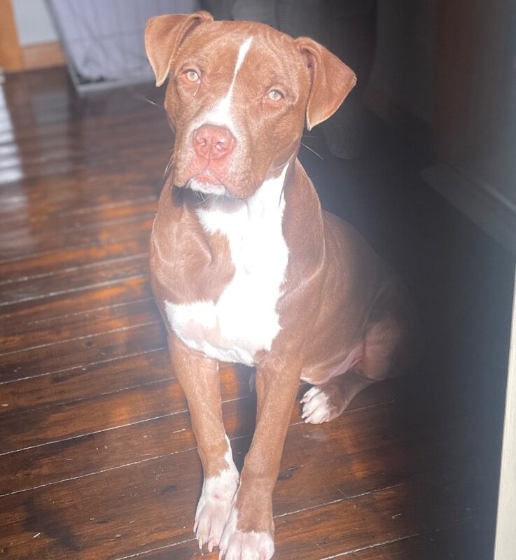 Nova (prev.Almond Joy) (D23-4369)