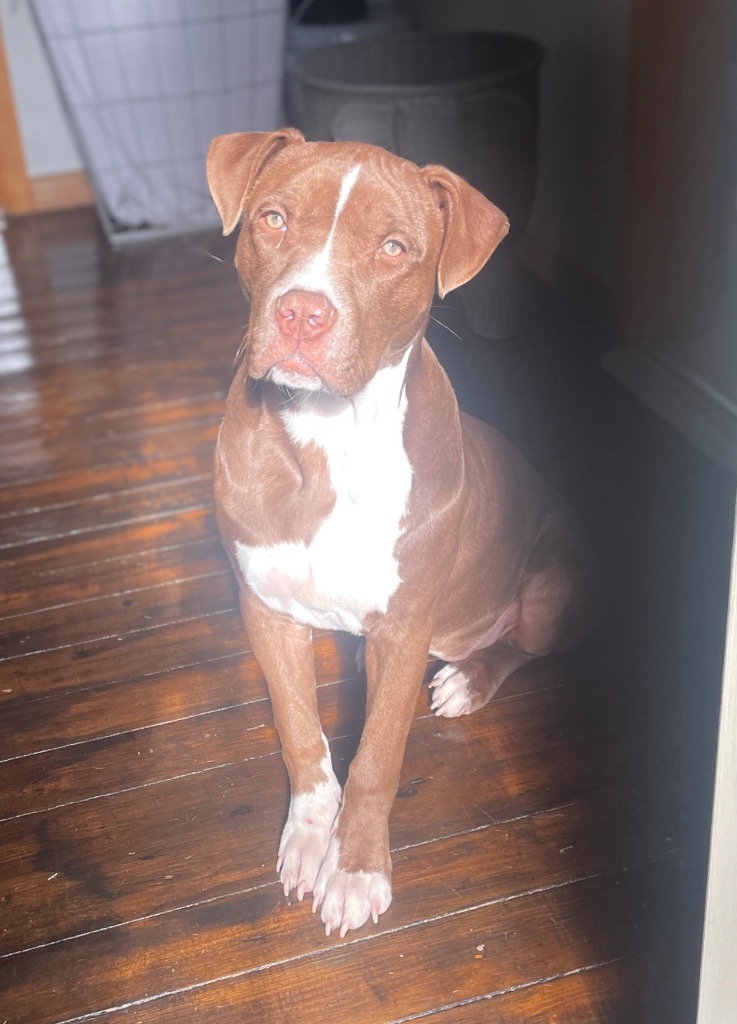 Nova (prev.Almond Joy)