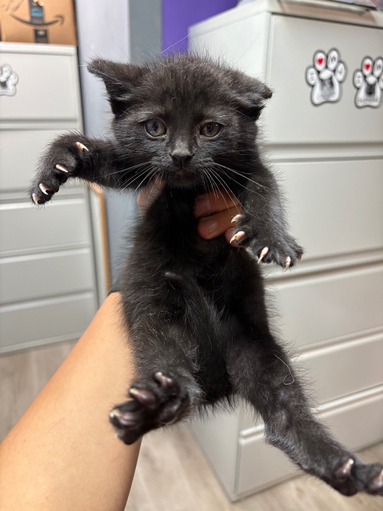 Black Bean