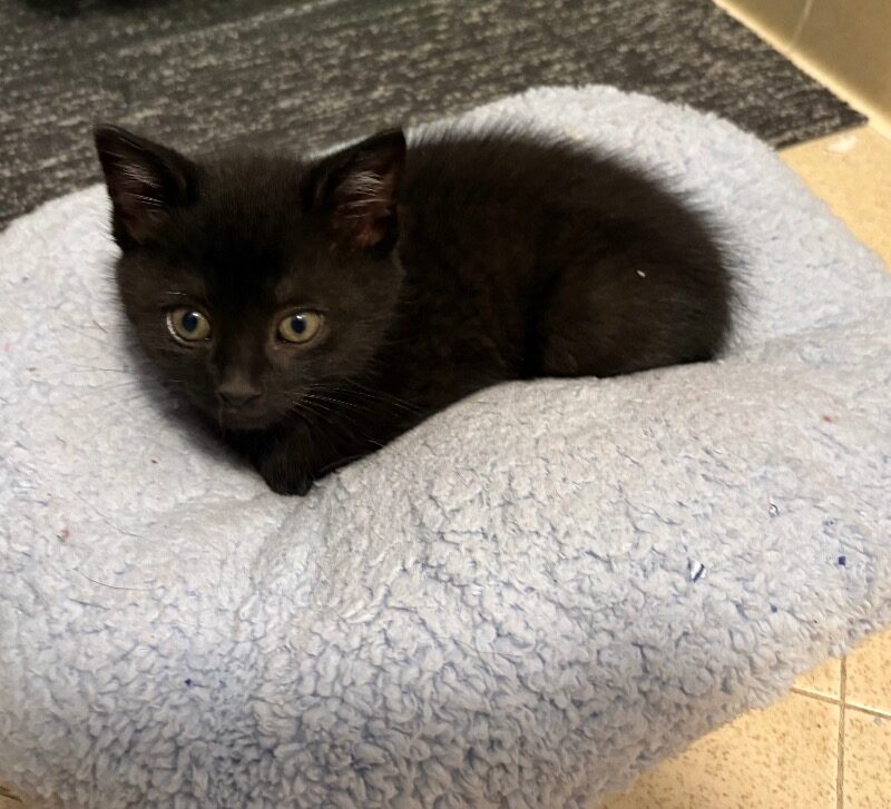 Black Bean (C26-5460)