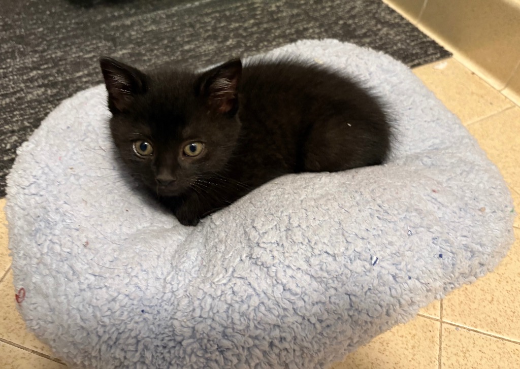 Black Bean