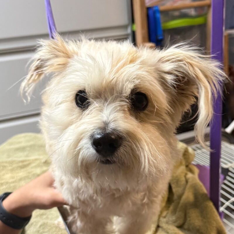 Teddy (D26-5487)