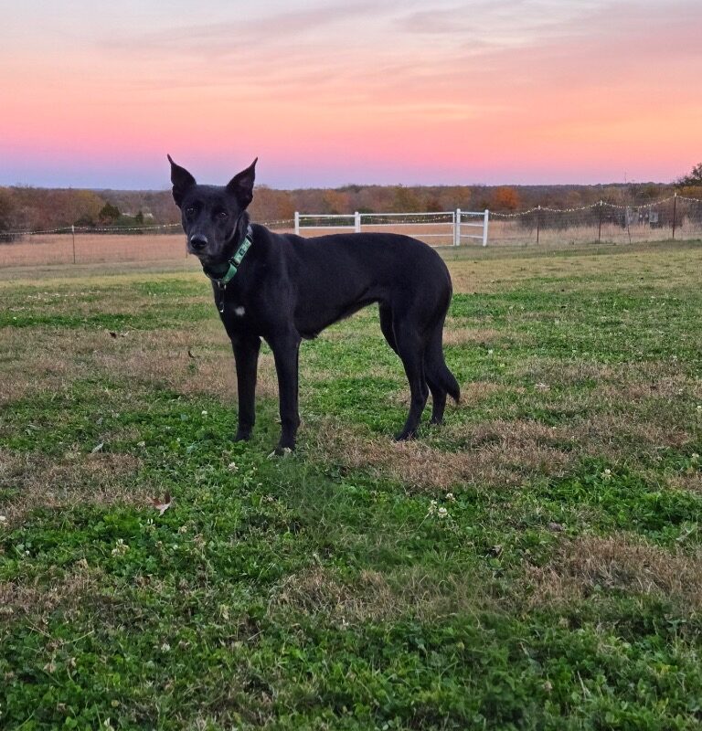Evie (D25-5053)