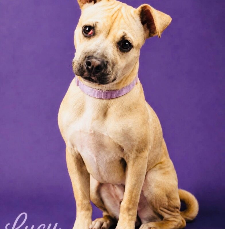 Lucy Lou (D26-5502)