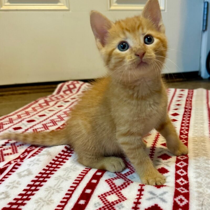 Crouton (C26-5493)