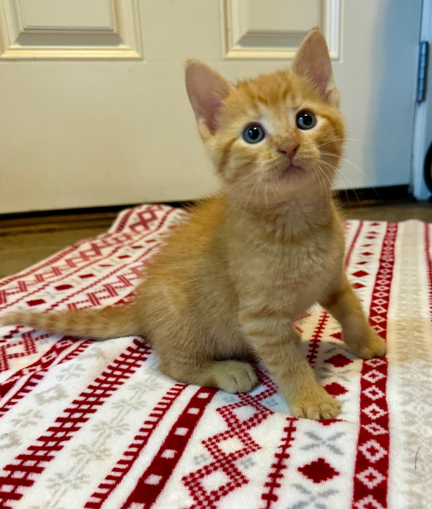 Crouton