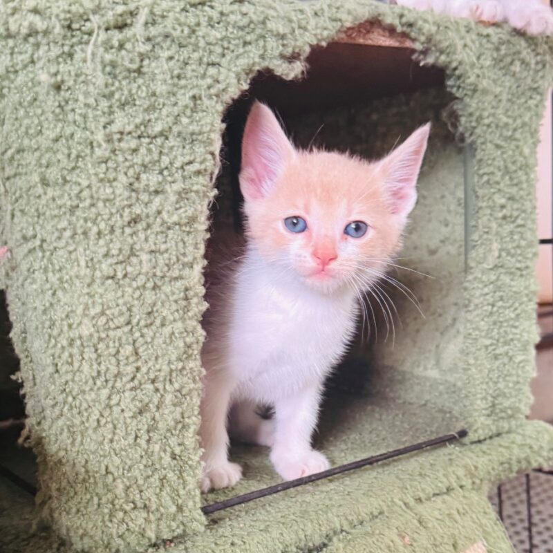 Alfie (C26-5519)
