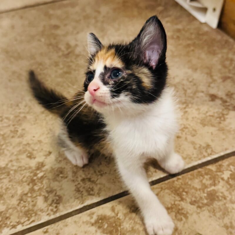 Esme (C26-5516)