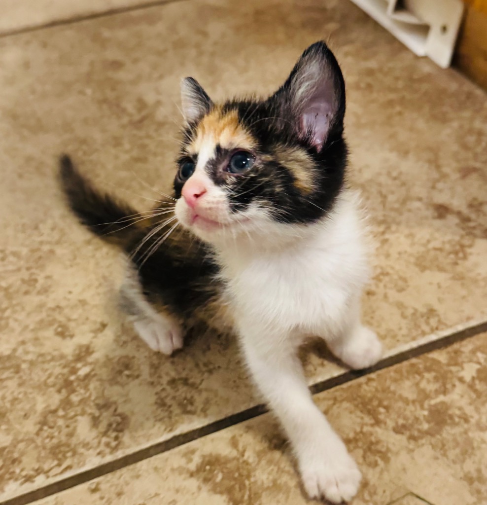 Esme