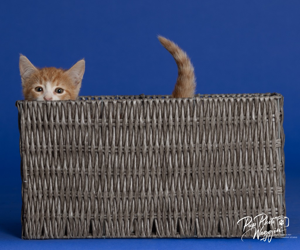 Willa Feral