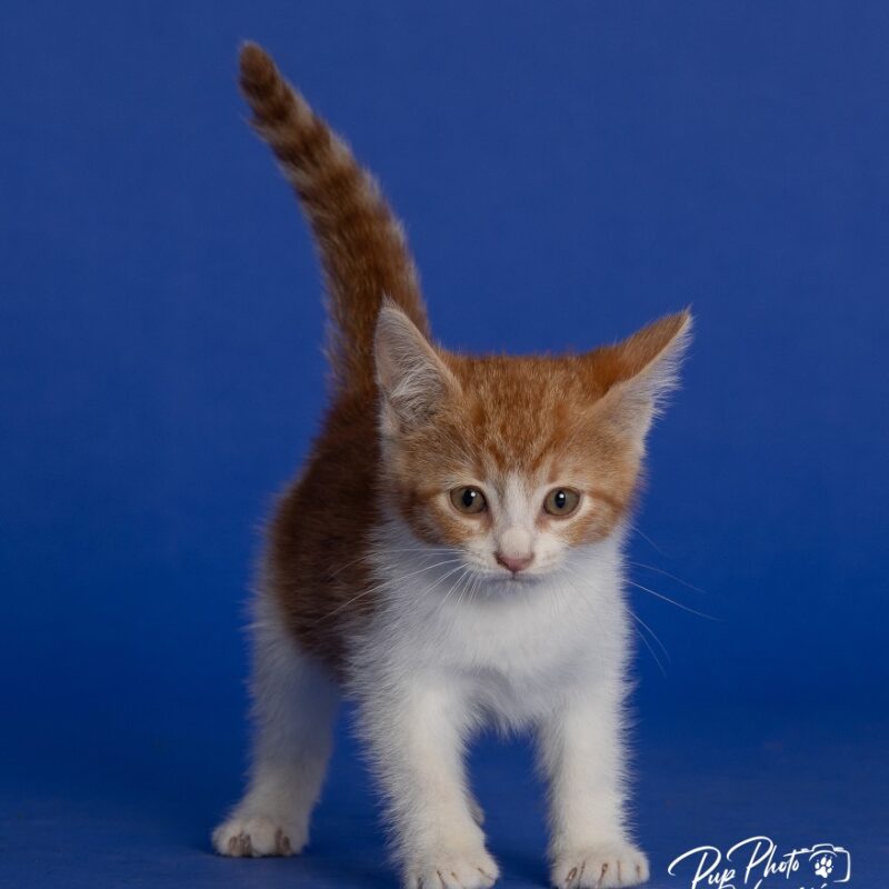 Willa Feral (C26-5531)