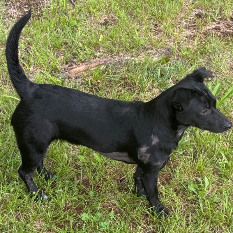 Pepper (D26-5496)