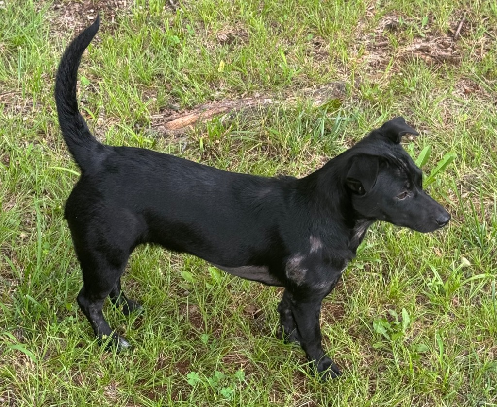Pepper