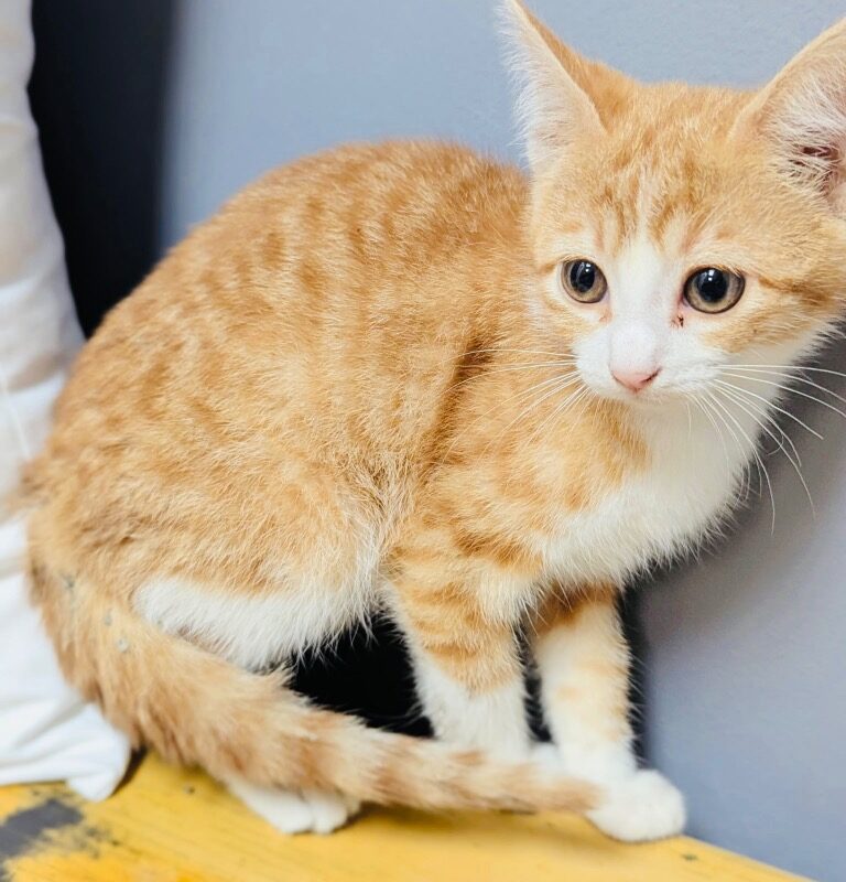 Jovie (C26-5538)
