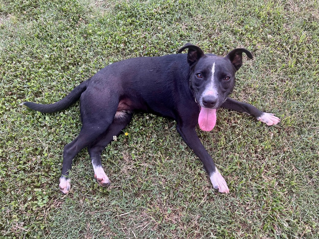 Lila