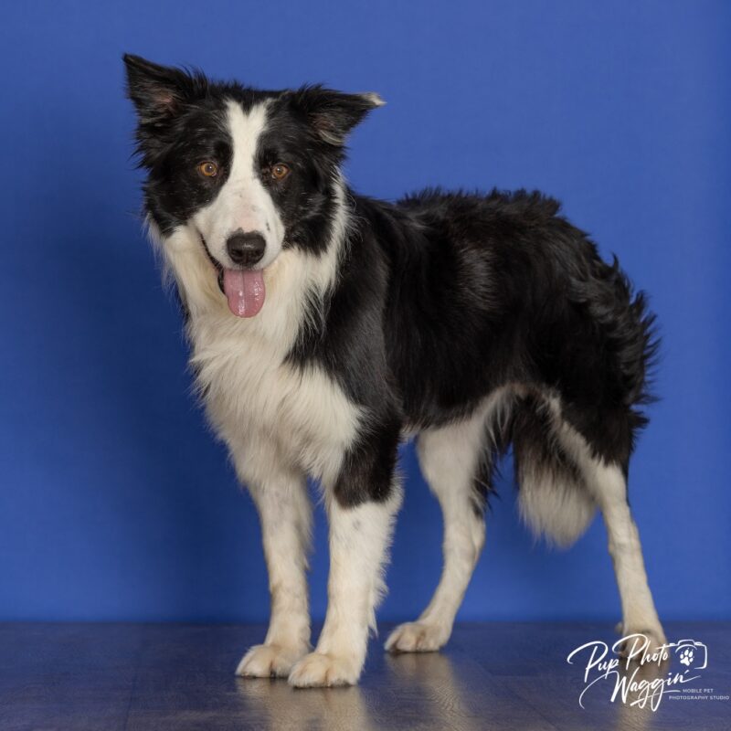 Mr. Pickles (D26-5442)