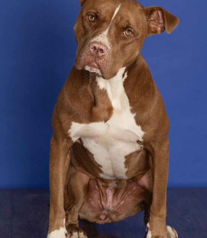 Nova (prev.Almond Joy) (D23-4369)